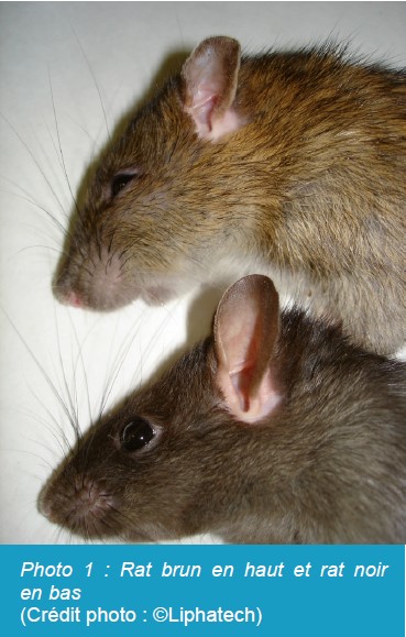 Lutte Contre Les Rats Savoir Identifier Le Rat Noir Alliance Elevage lutte-contre-les-rats-savoir-identifier-le-rat-noir-alliance-elevage